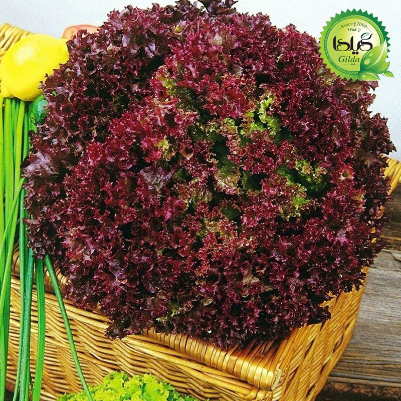 بذر کاهو فرانسوی قرمز گیلدا کد 335 بذر کاهو فرانسوی قرمز گیلدا کد 335