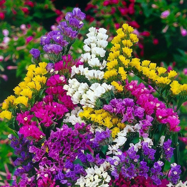 بذر استاتیس لیمونیوم پابلند الوان وانیا سید مدل 035 بذر استاتیس لیمونیوم پابلند الوان وانیا سید مدل 035