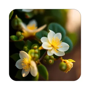 زیر لیوانی کاکتی طرح گل مدل mp19693