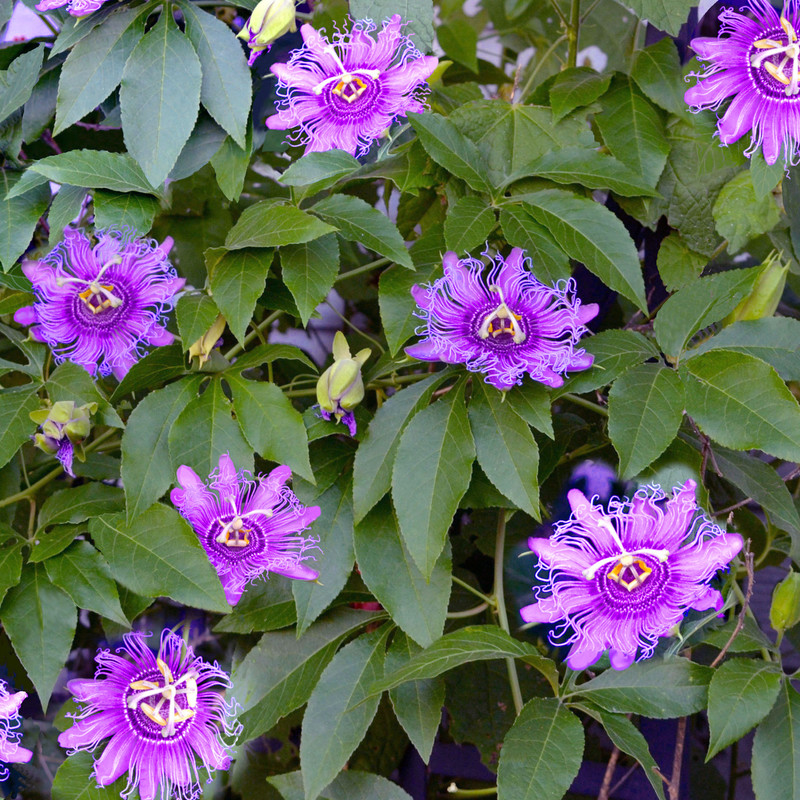 بذر گل ساعتی رونده یاسی وانیا سید مدل O366