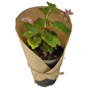 نقد و بررسی گیاه طبیعی بگونیا کد yt35 توسط خریداران