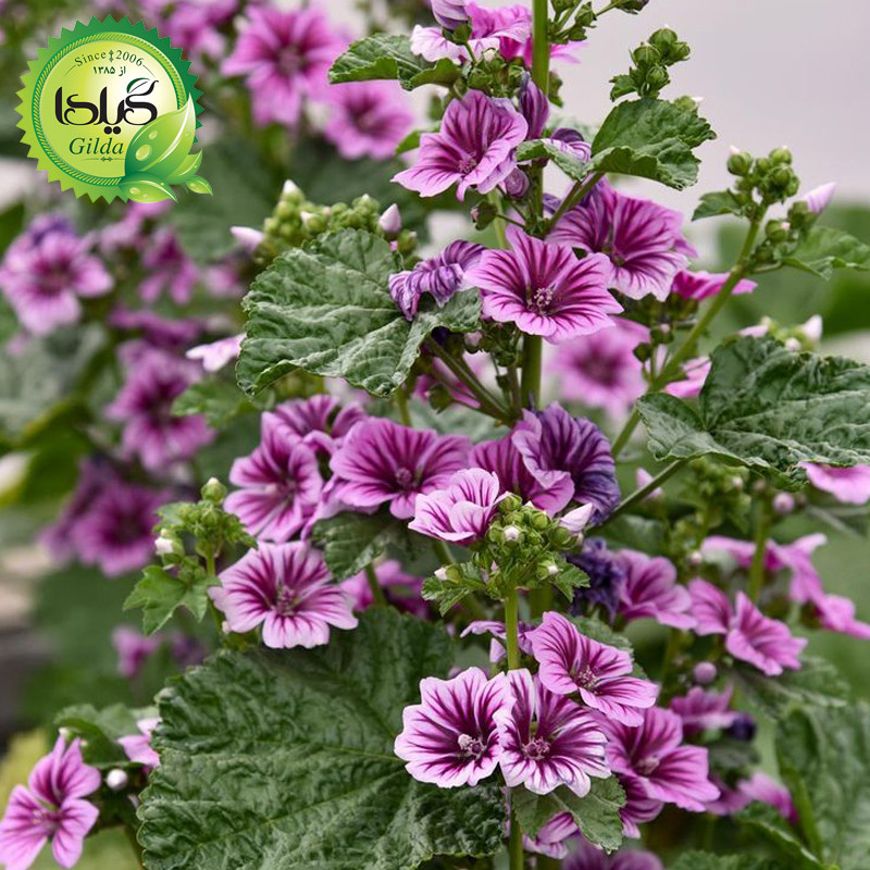 بذر پنیرک گیلدا کد 171