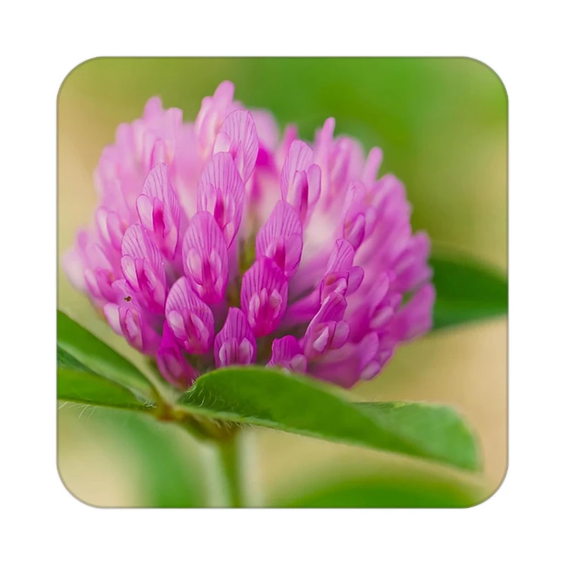 زیر لیوانی کاکتی طرح گل مدل mp16822