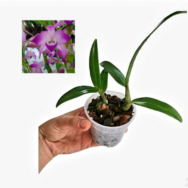 گیاه ارکیده طبیعی مدل دندروبیوم دنفال بسته 2 عددی گیاه ارکیده طبیعی مدل دندروبیوم دنفال بسته 2 عددی