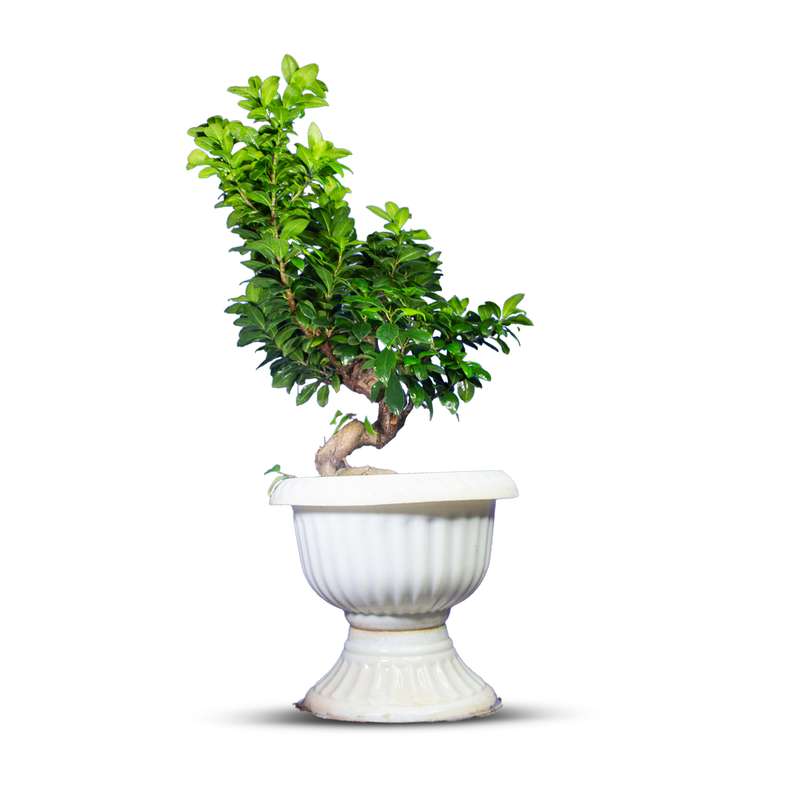 گیاه طبیعی بونسای جنسینگ کد s گیاه طبیعی بونسای جنسینگ کد s