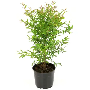 نهال انار دانه سیاه کد A-08