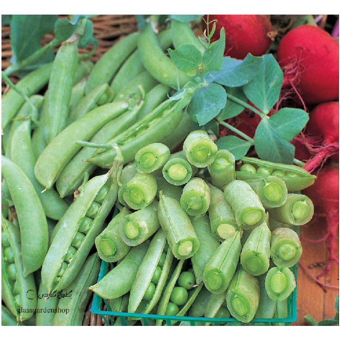 بذر نخود فرنگی سبز مدل GL10gr