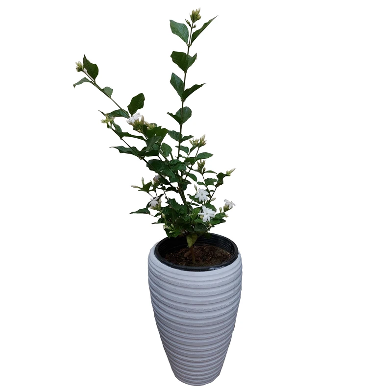 گیاه طبیعی یاس رازقی مدل G-11