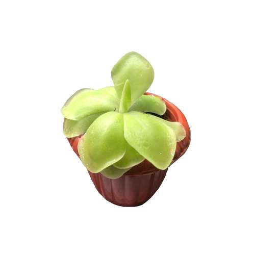 گیاه حشره خوار پینگویکولا مدل sh-2021