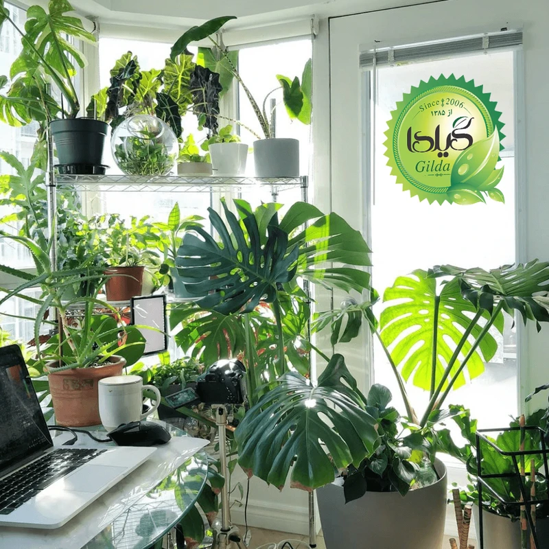 عکس شماره 7 : کود مایع کلات آهن افزایش سبزینگی گیلدا مدل fe6-eddha حجم 120 میلی لیتر