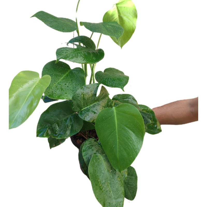 گیاه طبیعی برگ انجیری تخت مدل 0333 گیاه طبیعی برگ انجیری تخت مدل 0333