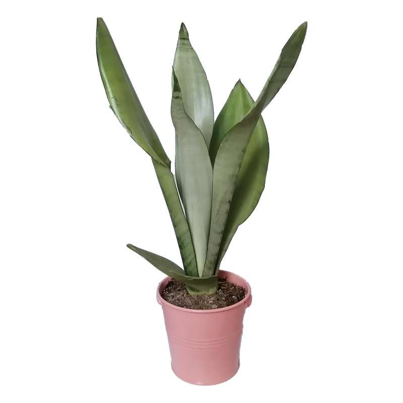 گیاه طبیعی سانسوریا مهتابی کد yf06