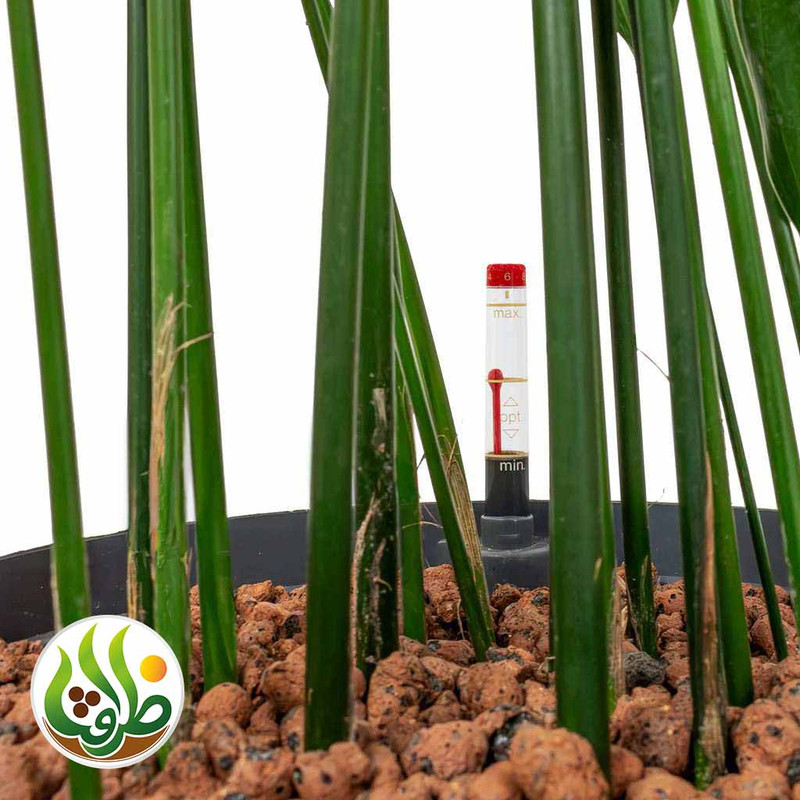 کود کامل برگ عبایی ظرافت مدل KO21223 وزن 250 گرم