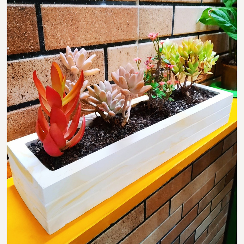 گیاه طبیعی ساکولنت مدل D-2