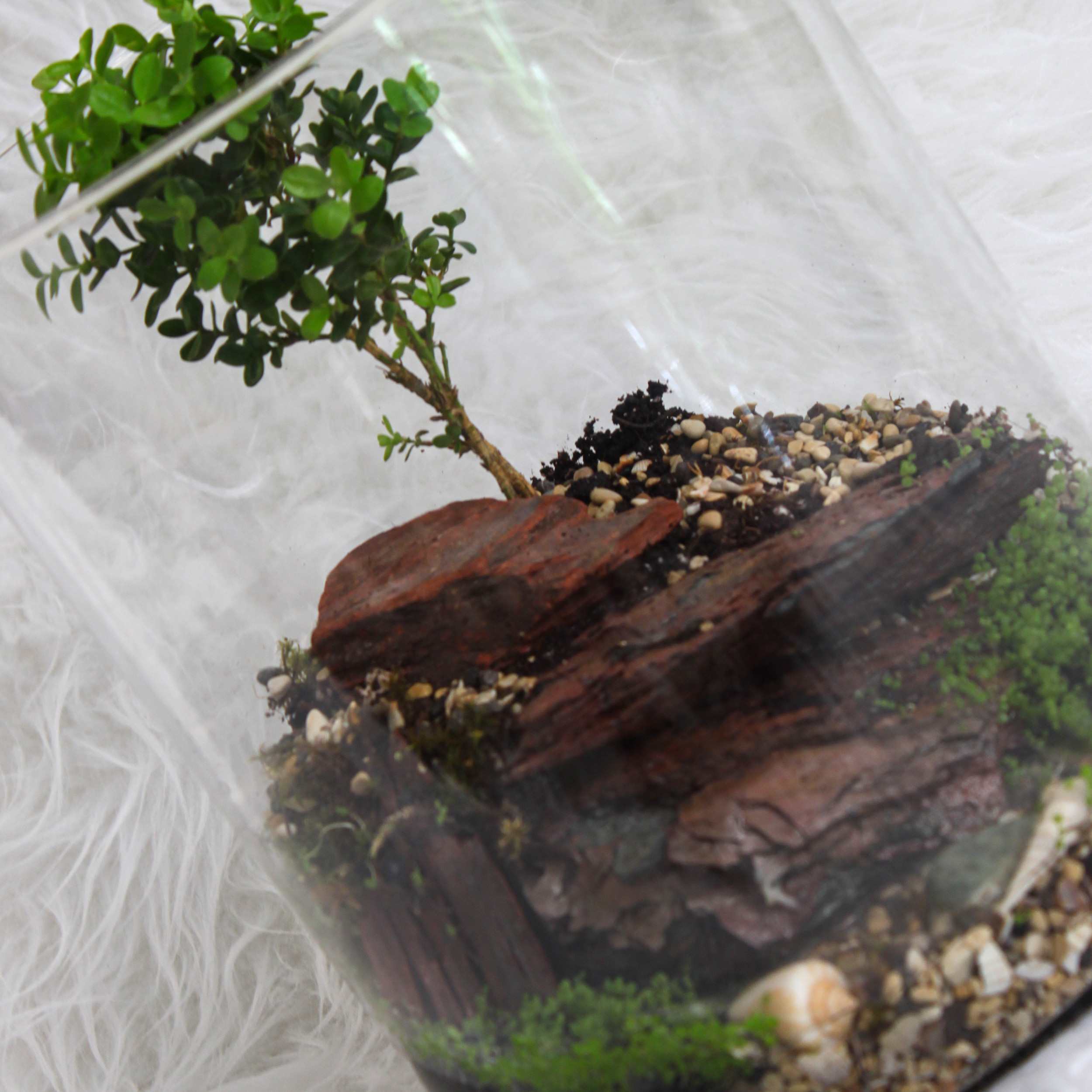 تراریوم گیاه طبیعی کد ostv-5