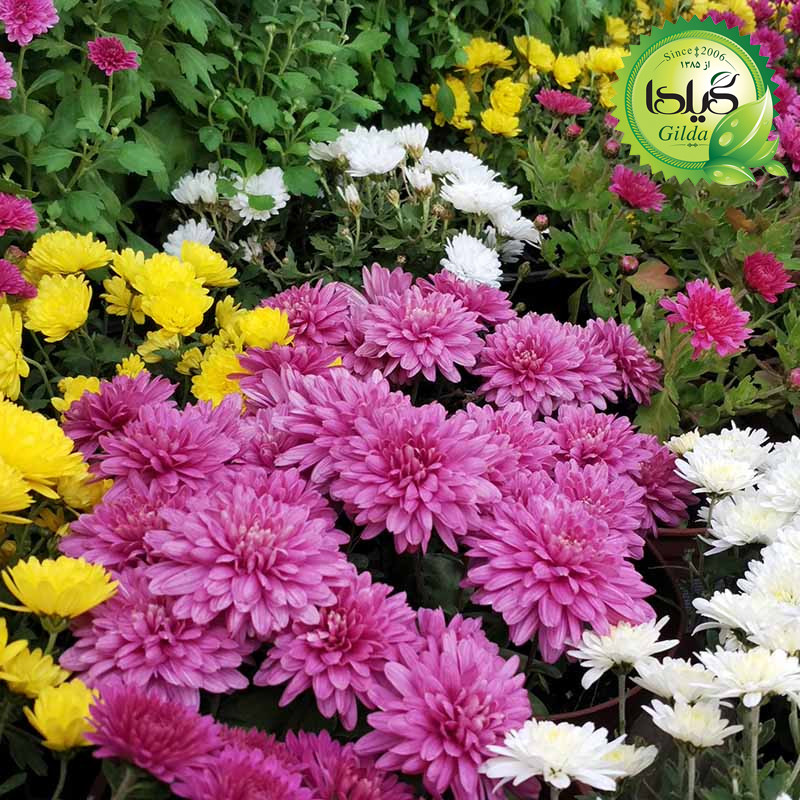 بذر داوودی الوان گیلدا کد 921