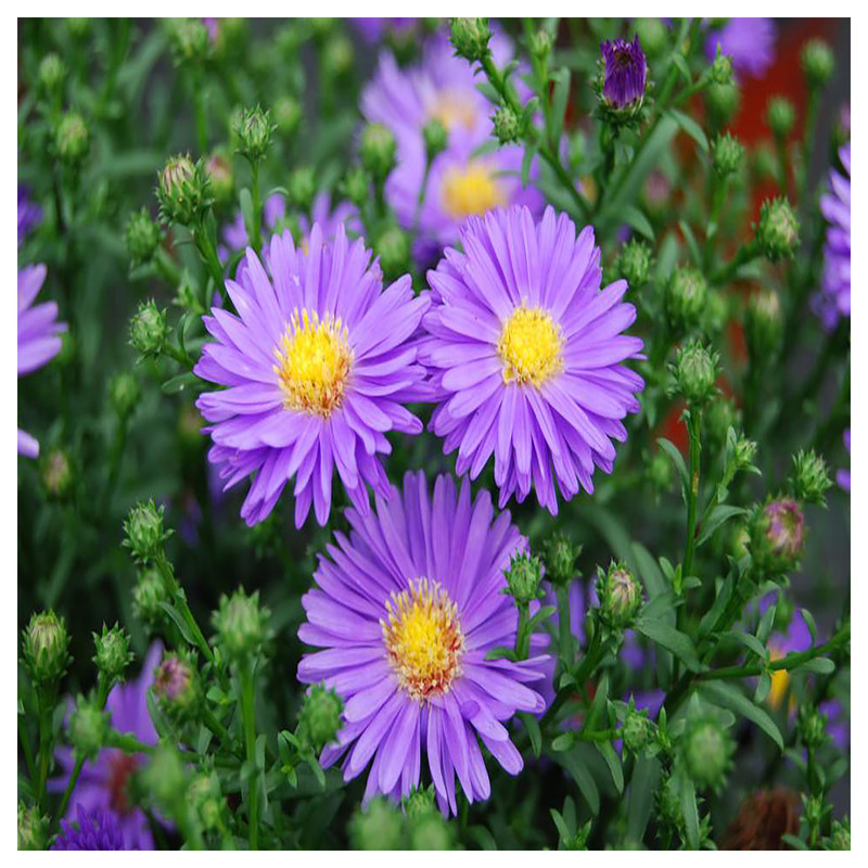 بذر گل داوودی گرین فارم کد GR-DA بسته 3 عددی