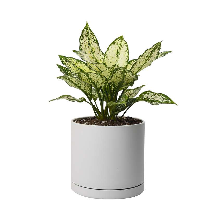 گیاه طبیعی آگلونما کد 10312/2202