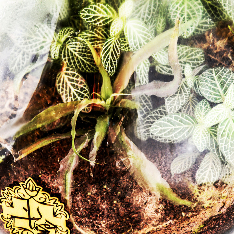 گیاه طبیعی تراریوم هیمان مدل HV001