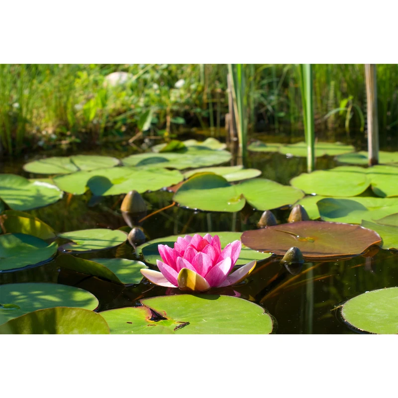 تابلو شاسی طرح مرداب و گل نیلوفر آبی مدل T6774