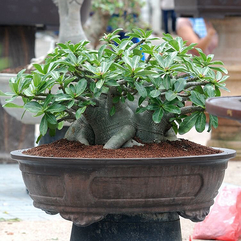 بذر بنسای آدنیوم عربیکوم سانیا سید مدل 10