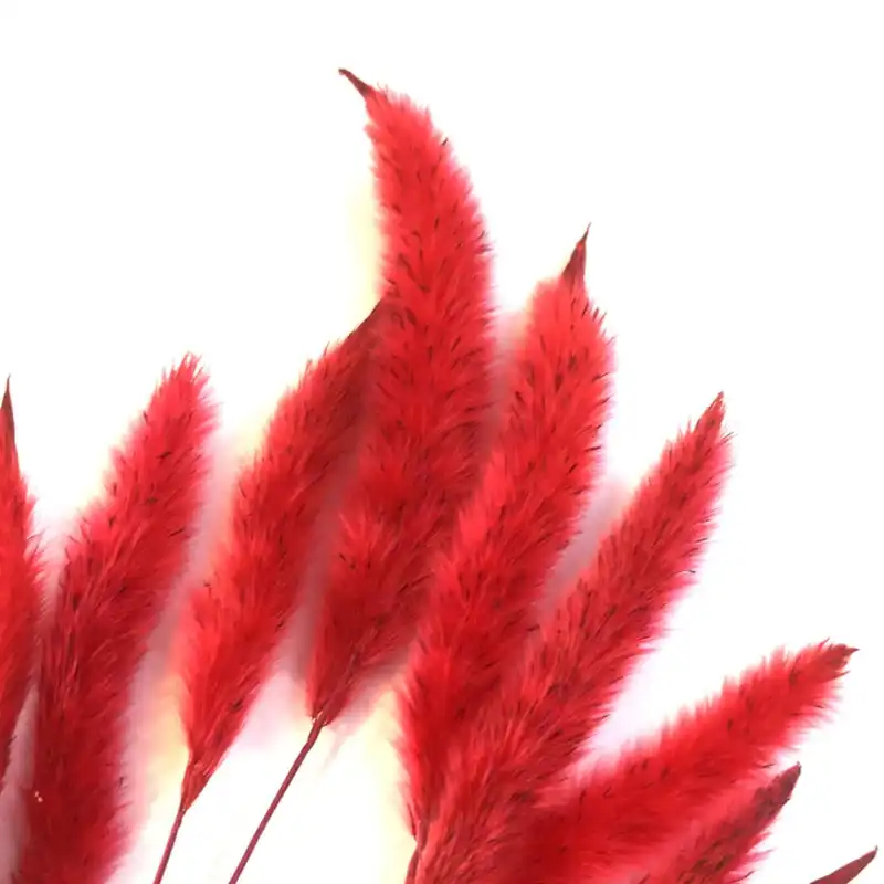 گل خشک مدل دم روباهی 10_4