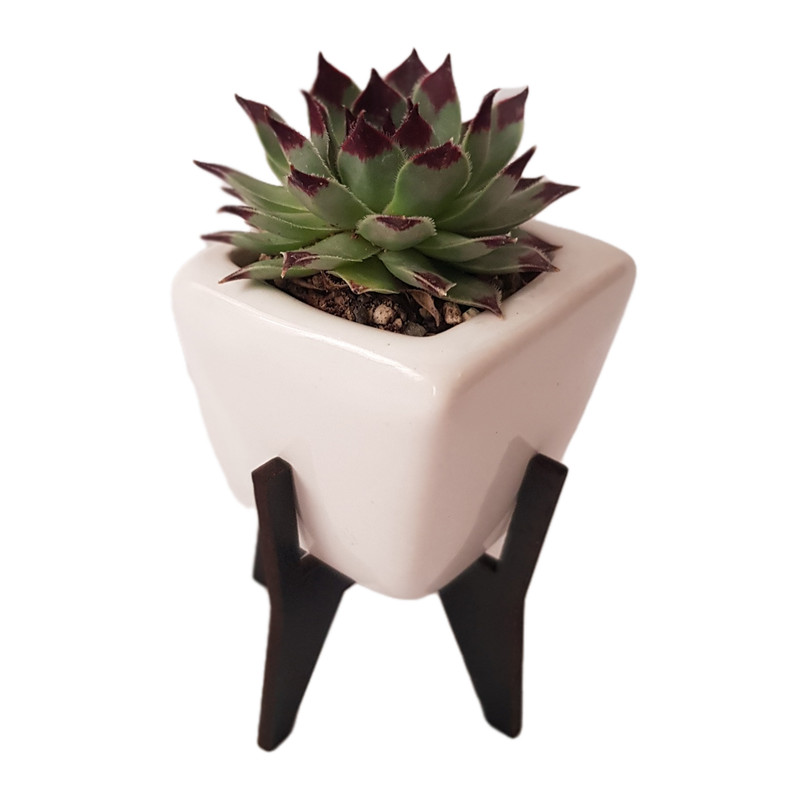 گیاه طبیعی سمپریوم لب ماتیکی مدل 2022151 گیاه طبیعی سمپریوم لب ماتیکی مدل 2022151