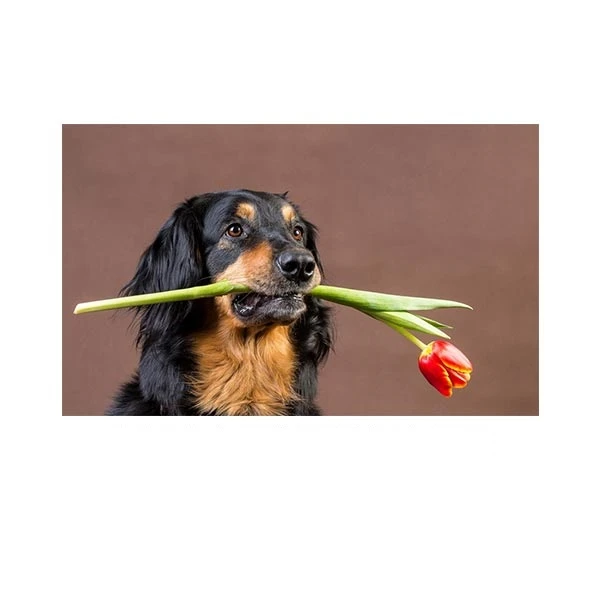   پادری مدل حیوانات کد HSHMA0098 سایز 76x46 سانتی متر