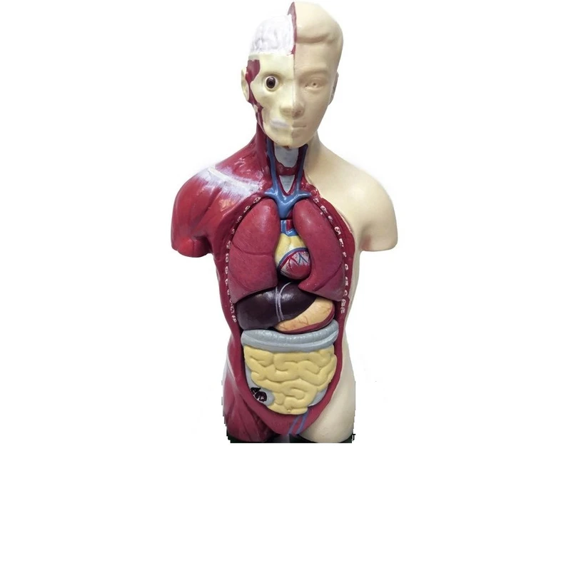 بازی آموزشی مدل مینی نیم تنه بدن انسان 