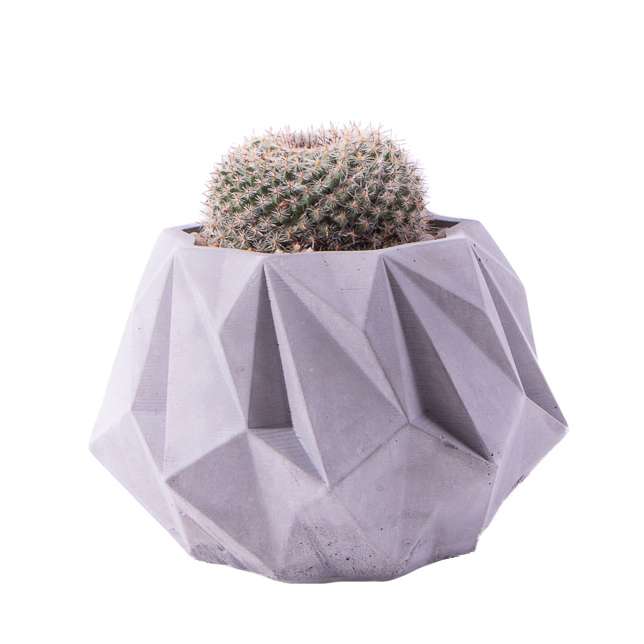 گیاه طبیعی کاکتوس مامیلاریا هانیانا مدل K-11 گیاه طبیعی کاکتوس مامیلاریا هانیانا مدل K-11