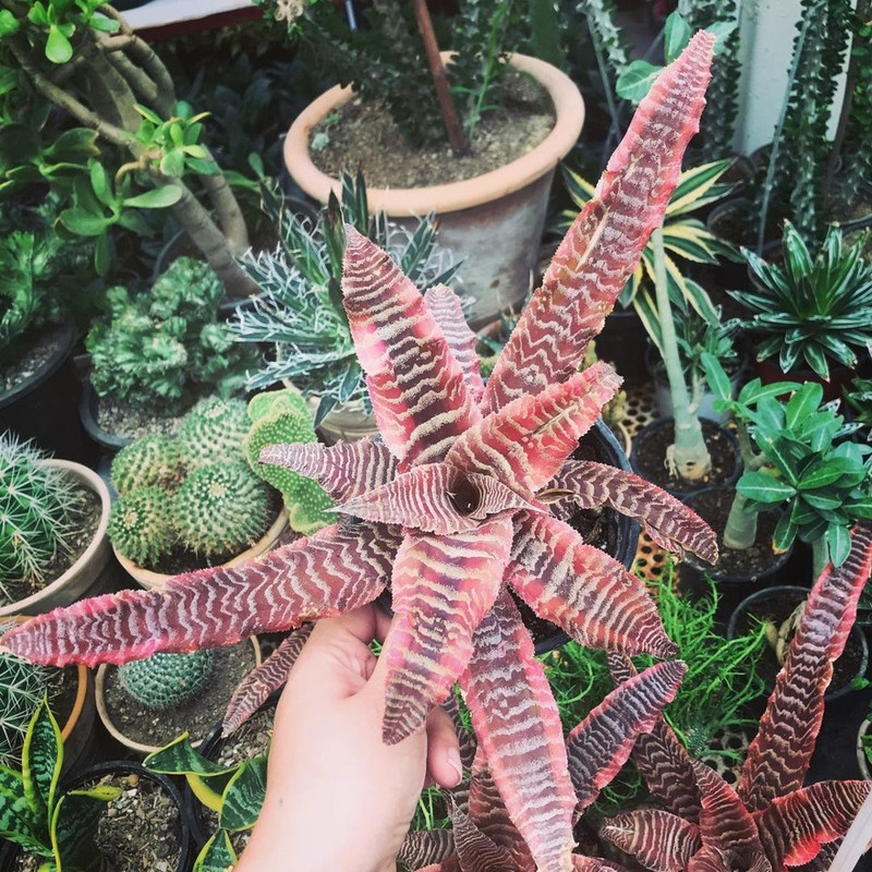 گیاه طبیعی کریپتانتوس مدل sh-2021