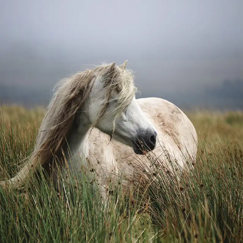 تابلو مدل اسب تنها 2