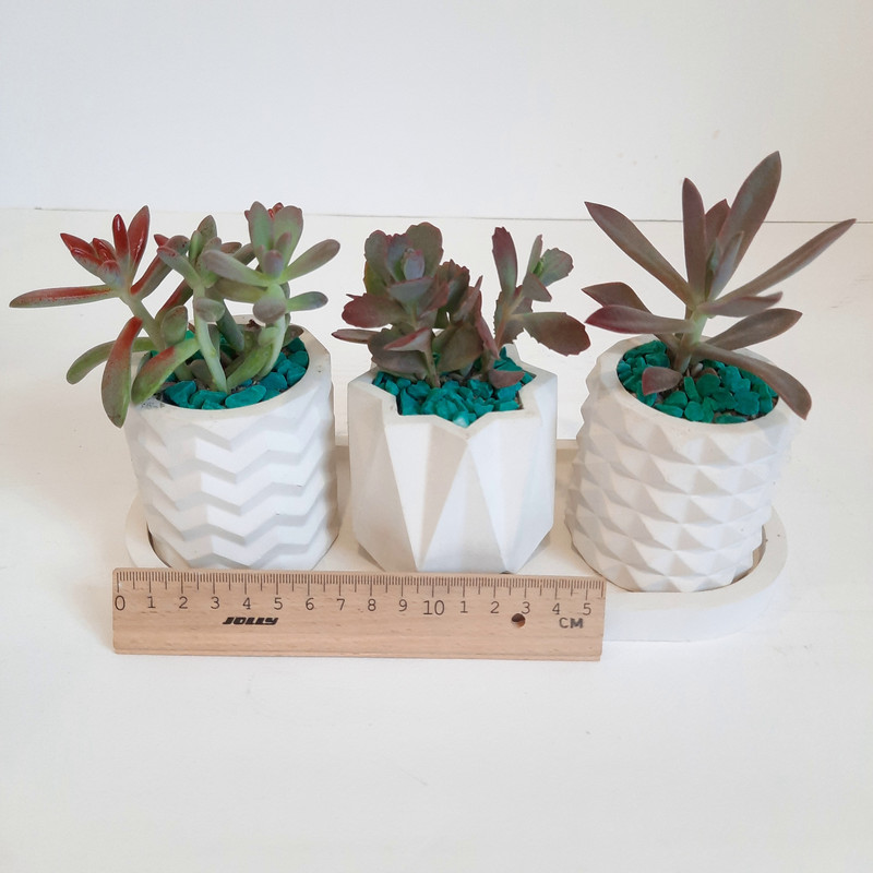 گیاه طبیعی ساکولنت کد 09 مجموعه 3 عددی
