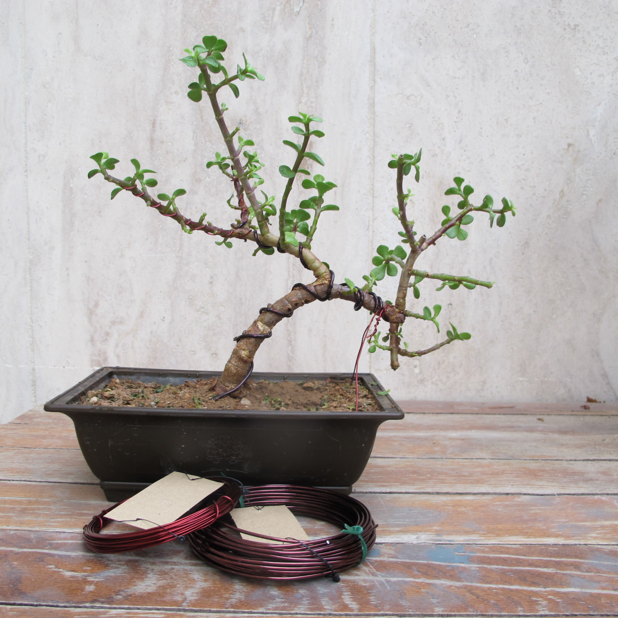 سیم فرم دهی بونسای مدل قطر 3