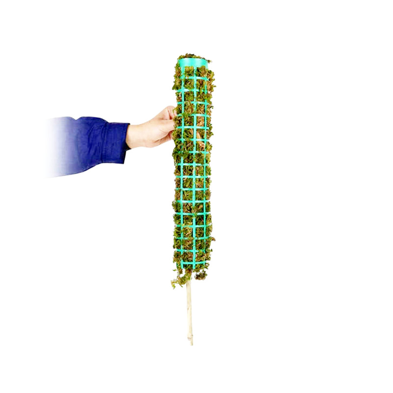 قیم گیاه مدل بدون خزه A-80 بسته 6 عددی