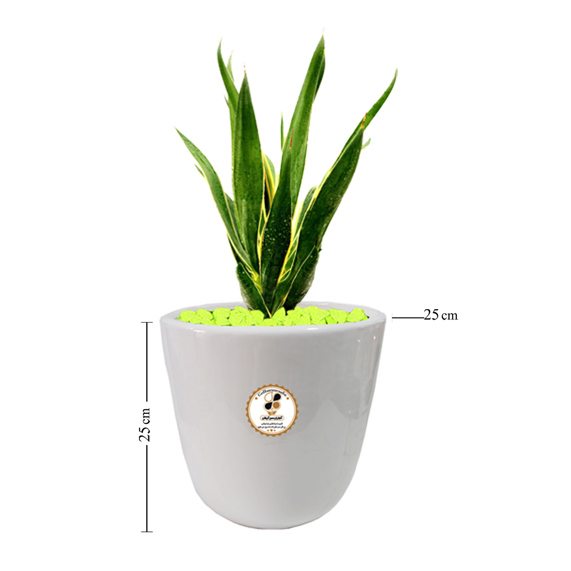 گیاه طبیعی سانسوریا لب طلایی شرکت گلباران سبز گیلان مدل GN13-38L