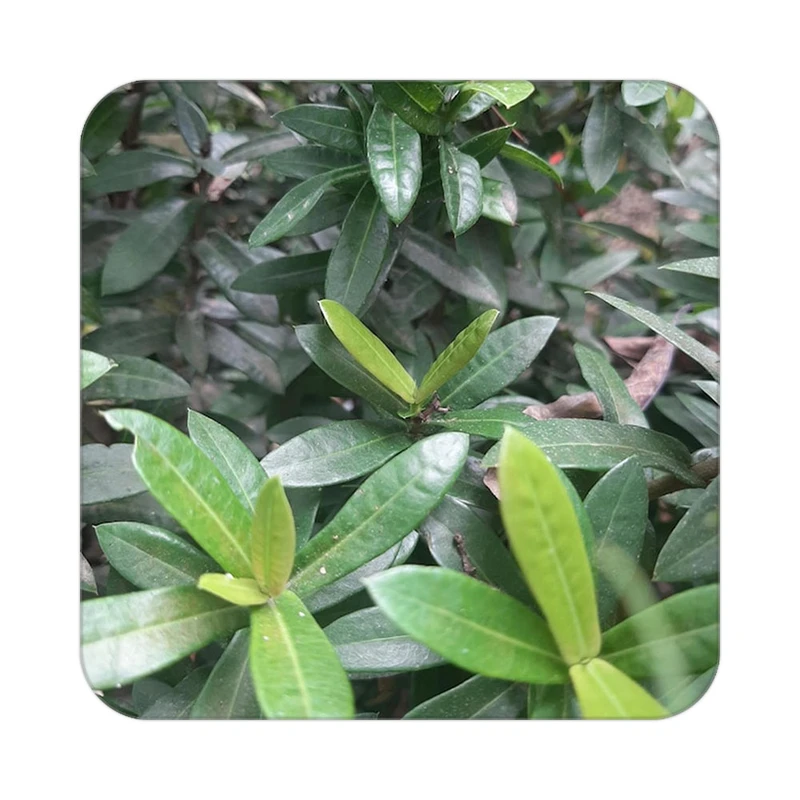 زیر لیوانی کاکتی طرح گل مدل mp17858