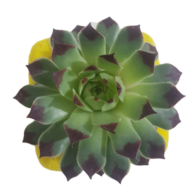 گیاه طبیعی سمپریوم لب ماتیکی مدل 2022161