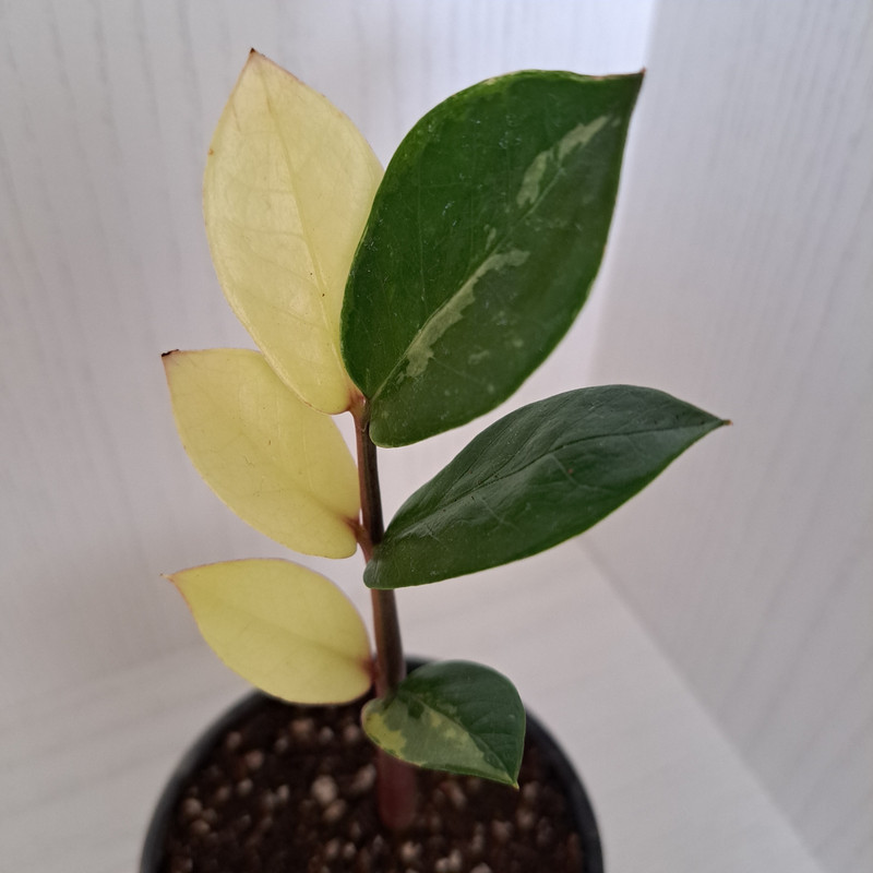 گیاهان آپارتمانی زاموفیلیا ابلق مدل 40254