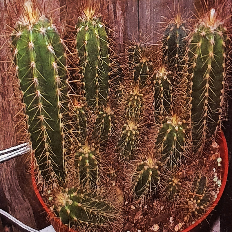 بذر پیلو سو کاکتوس سبز وانیا سید مدل A-001