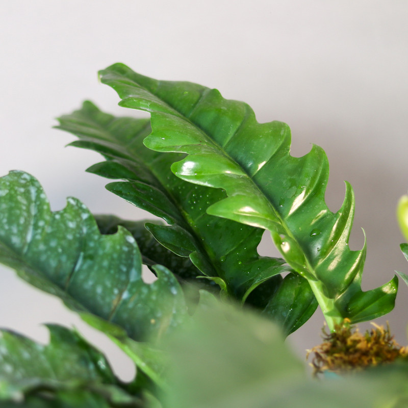 گیاه طبیعی فیلودندرون کنگره ای مدل 01