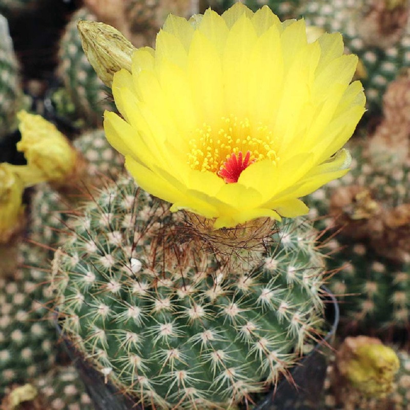 بذر کاکتوس پارودیا جی پی سید مدل GP28562