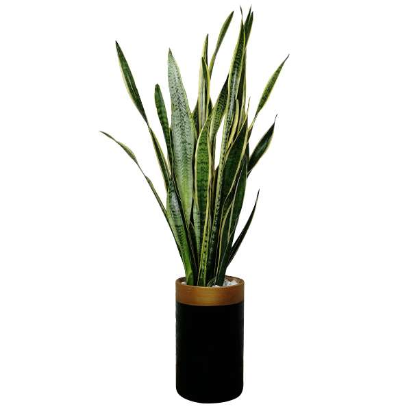 گیاه طبیعی سانسوریا مدل 05