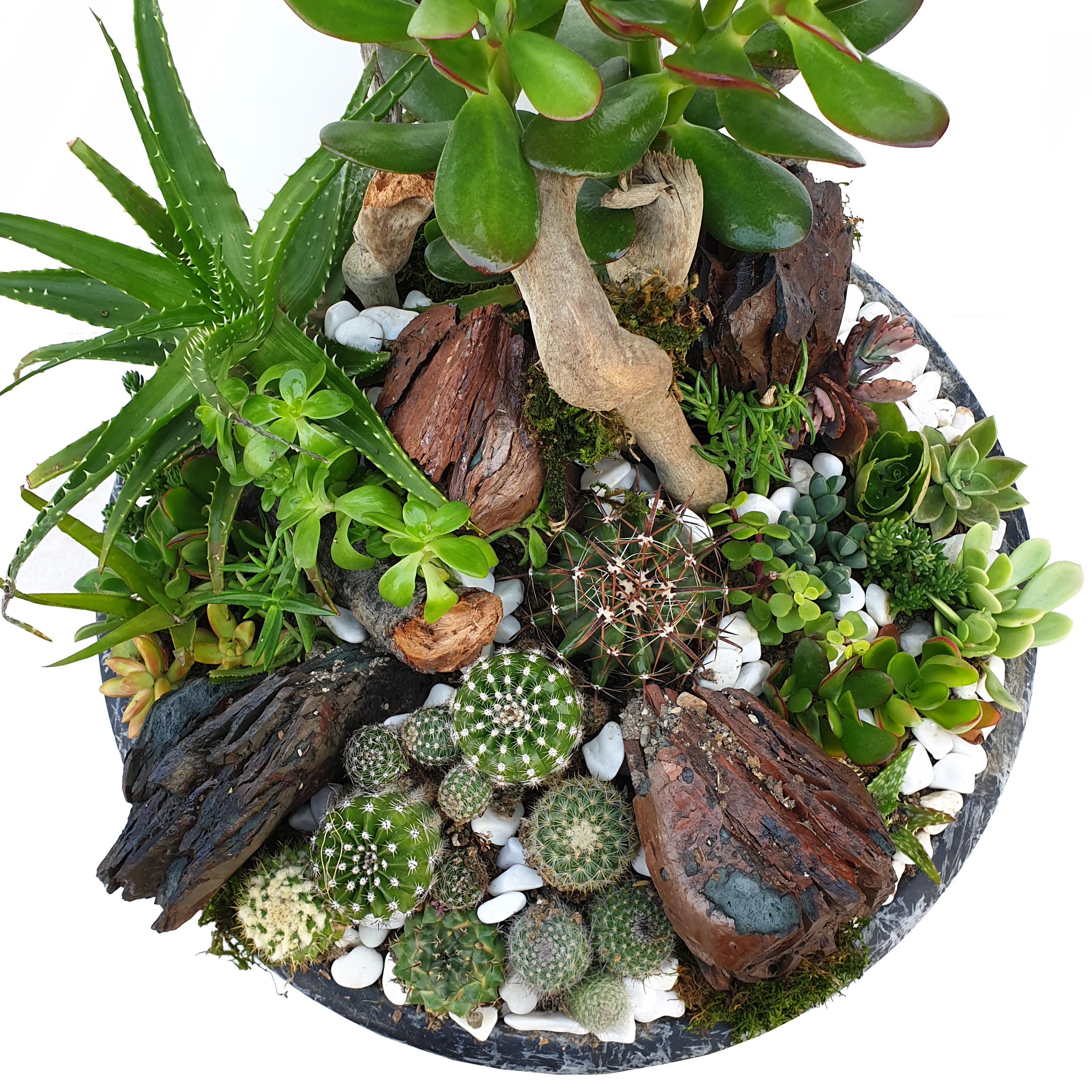 گیاه طبیعی کاکتوس مدل MK-99006