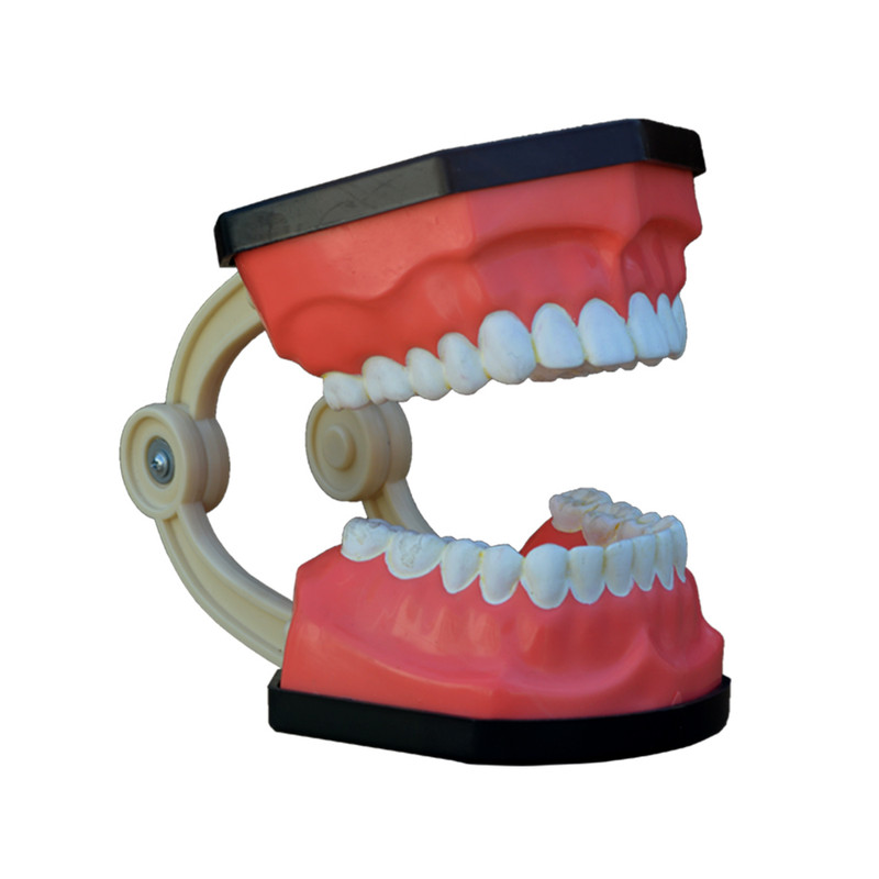 بازی آموزشی مدل مولاژ دندان انسان کد A026