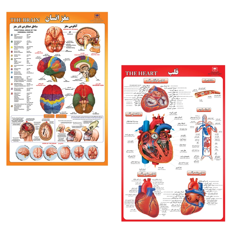  پوستر آموزشی مدل قلب و مغز انسان مجموعه 2 عددی