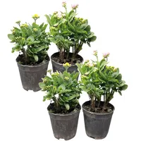 گیاه طبیعی کالانکوآ مدل PB مجموعه 4 عددی