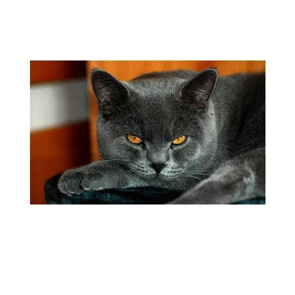    پادری طرح حیوانات کد M35M001-MA0036 سایز 76x46 سانتی متر