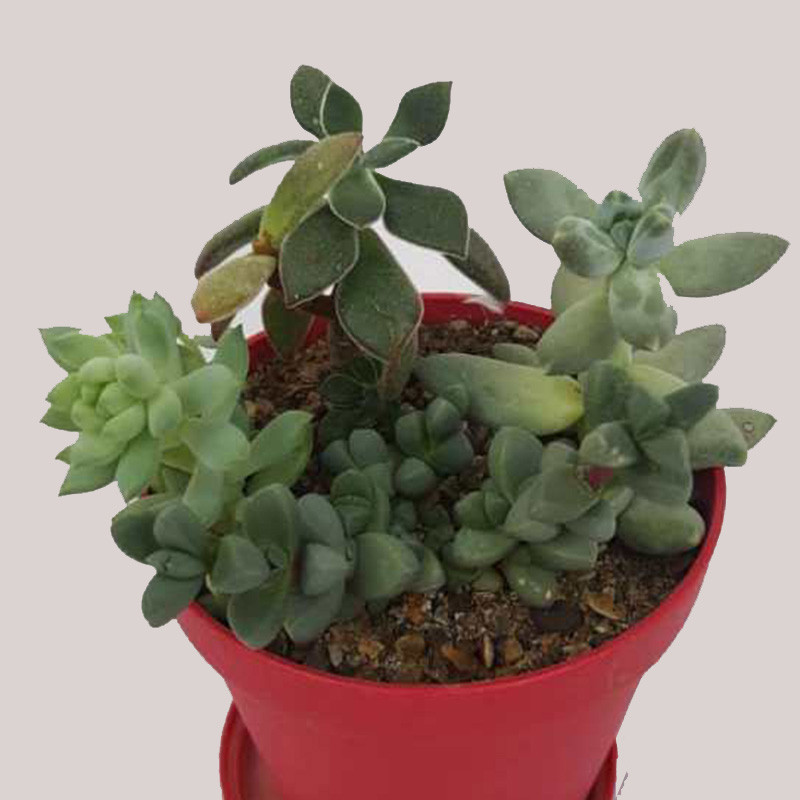 گیاه طبیعی ساکولنت کد k02