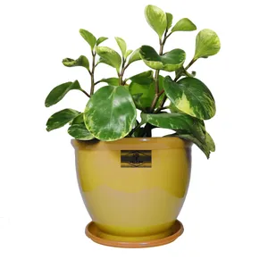 گیاه طبیعی قاشقی ابلق گلپیدو کد GP-20